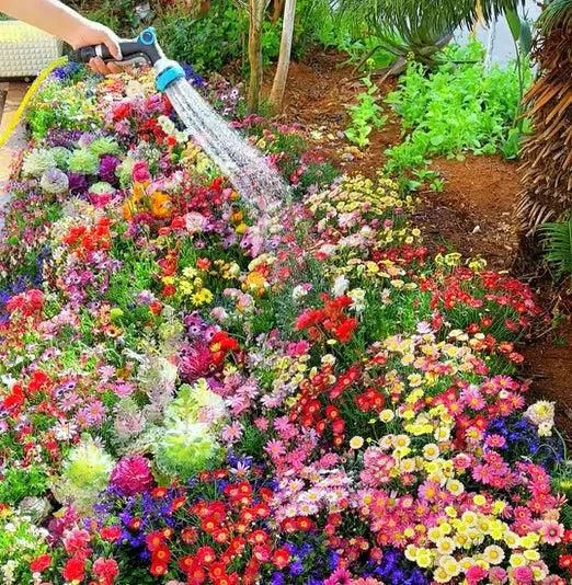 100 Varieties of Flower Seeds